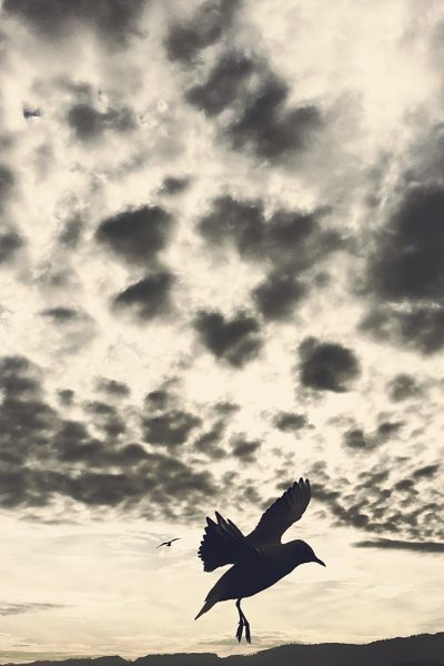 Möwe_Zürichsee_1